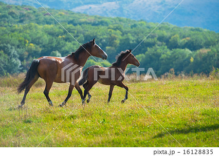 Running dark bay horses Running dark bay horses 16128835