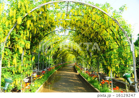 キバナフジのトンネル キバナフジのトンネル 16129247