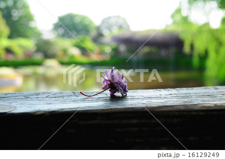 寂しさ感じる八重藤 寂しさ感じる八重藤 16129249