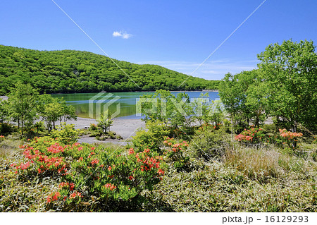赤城小沼とレンゲツツジ 16129293