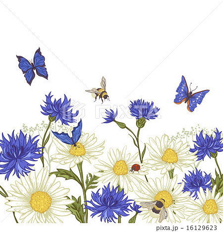 Greeting Card with Blooming Chamomile Greeting Card with Blooming Chamomile 16129623