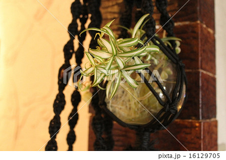 オリヅルラン オリヅルラン 16129705