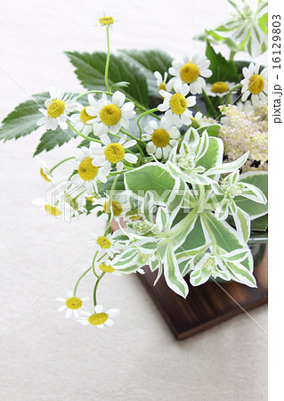 ハツユキソウとアスチルベとマトリカリアの生け花（縦　部分　右上から左下） 16129803