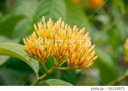 orange ixoras flower orange ixoras flower 16129971