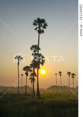 sugar palm trees 16129982