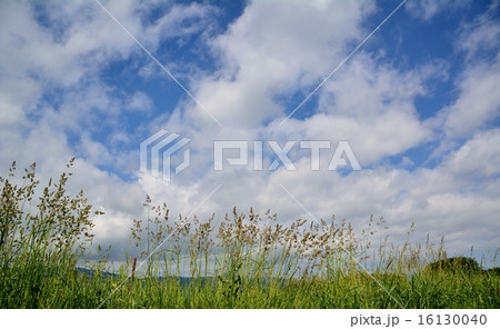 夏草の空 夏草の空 16130040