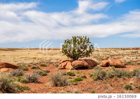 lone tree grwong between rocks in arizona desert lone tree grwong between rocks in arizona desert 16130069
