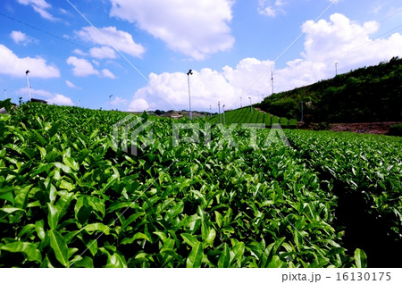 八女の茶畑 16130175