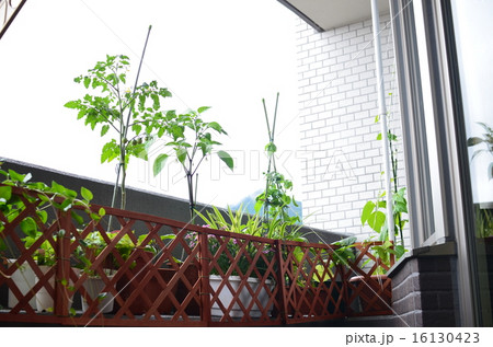 家庭菜園 家庭菜園 16130423