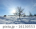 トナカイと雪景色 16130553