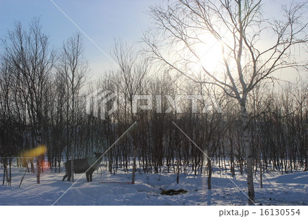 トナカイと木 16130554