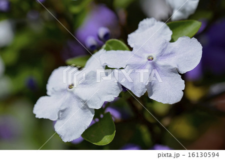 ニオイバンマツリ（匂蕃茉莉） 16130594