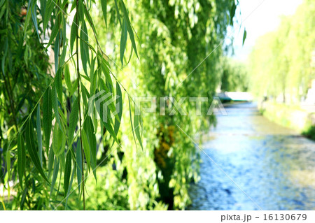 京都白川の柳 16130679