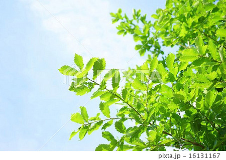 清々しいミズナラの葉の写真素材