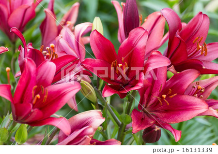 レッドゆり 16131339