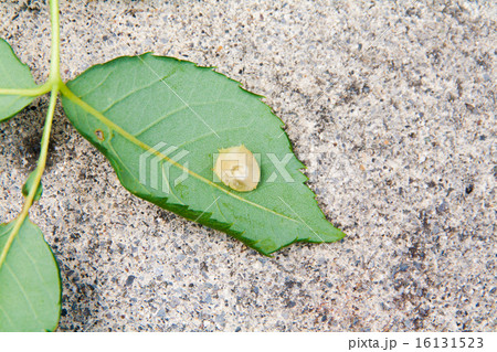 バラハタマフシ 16131523