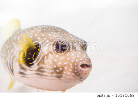 熱帯魚 熱帯魚 16131668