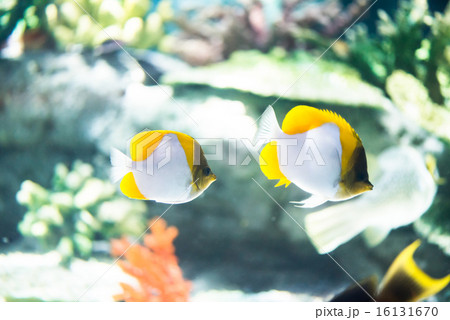 熱帯魚 16131670