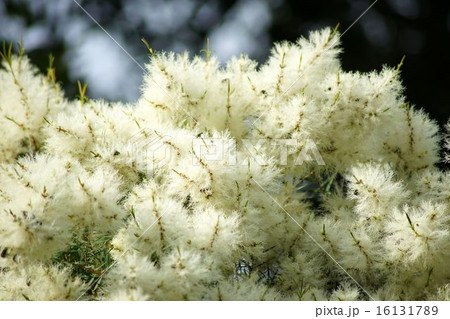 満開のメラレウカ 16131789