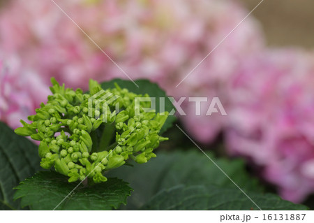 ペガサス・アジサイの花の蕾 ペガサス・アジサイの花の蕾 16131887