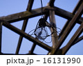 屋外の白熱電球 16131990