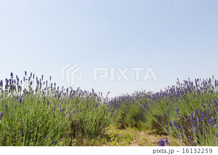 ラベンダー ラベンダー 16132259