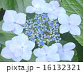 ガクアジサイ 16132321