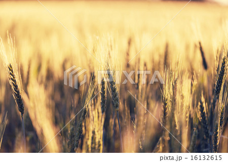 Wheat 16132615