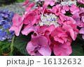 紫陽花(ピンク) 16132632