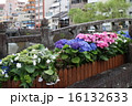 紫陽花と眼鏡橋② 16132633