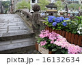 紫陽花まつり 16132634