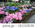 色とりどりの紫陽花 16132636