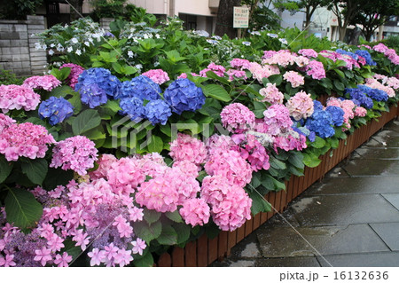 色とりどりの紫陽花 16132636