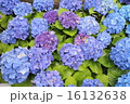満開の紫陽花(青) 16132638