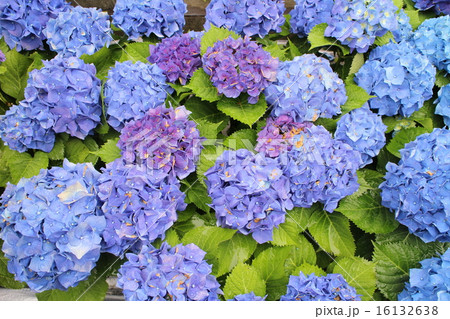 満開の紫陽花(青) 満開の紫陽花(青) 16132638