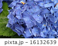 雨に濡れた紫陽花(青) 16132639