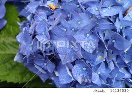 雨に濡れた紫陽花(青) 雨に濡れた紫陽花(青) 16132639