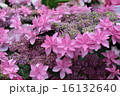 雨に濡れた紫陽花(ピンク) 16132640