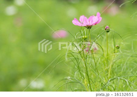 コスモス 16132651