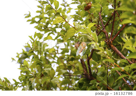 昆虫 夏の始まり 蝉の羽化 昆虫 夏の始まり 蝉の羽化 16132786