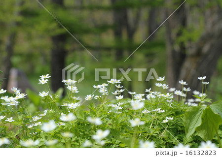 ニリンソウ 16132823