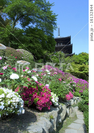 当麻寺　ぼたん 16132844