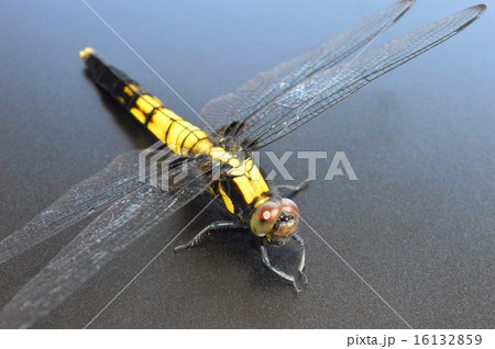 シオカラトンボのメス　黒背景 16132859
