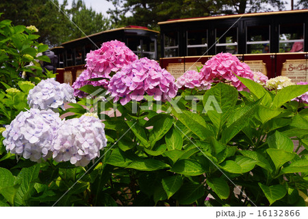 アジサイ 16132866