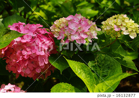アジサイ アジサイ 16132877