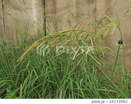 タチスズメノヒエ 16133062