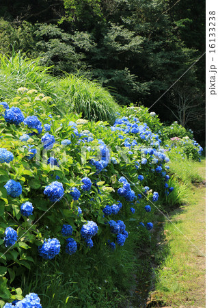 松平郷園地のアジサイ 松平郷園地のアジサイ 16133238