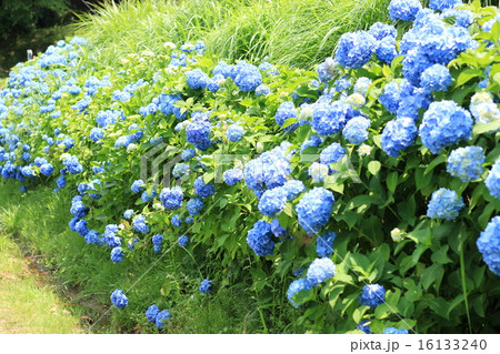 松平郷園地のアジサイ 松平郷園地のアジサイ 16133240