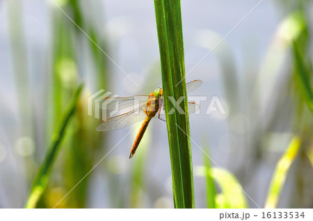 Dragonfly Sympetrum close-up sitting on the grass 16133534