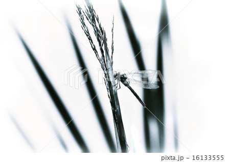 Dragonfly close-up sitting on the grass 16133555